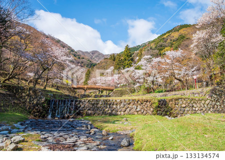 養老公園の桜 渡月橋《岐阜県 養老郡 養老町》 133134574