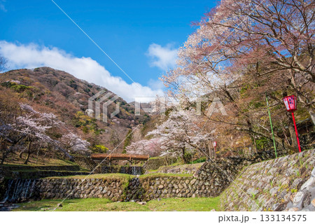 養老公園の桜《岐阜県 養老郡 養老町》 133134575