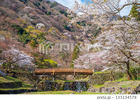 養老公園の桜 渡月橋《岐阜県 養老郡 養老町》 133134578