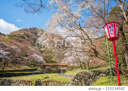 養老公園の桜《岐阜県 養老郡 養老町》 133134582