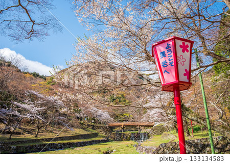 養老公園の桜《岐阜県 養老郡 養老町》 養老公園の桜《岐阜県 養老郡 養老町》 133134583