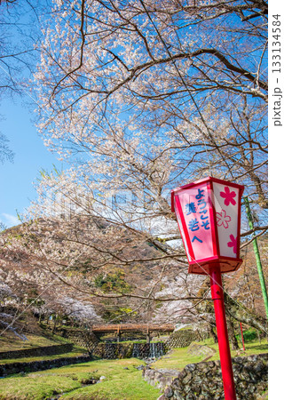 養老公園の桜《岐阜県 養老郡 養老町》 養老公園の桜《岐阜県 養老郡 養老町》 133134584