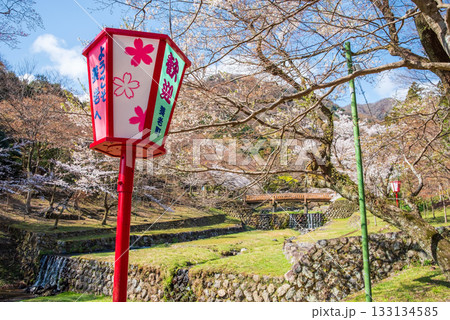 養老公園の桜《岐阜県 養老郡 養老町》 養老公園の桜《岐阜県 養老郡 養老町》 133134585