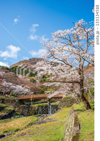 養老公園の桜 渡月橋《岐阜県 養老郡 養老町》 養老公園の桜 渡月橋《岐阜県 養老郡 養老町》 133134588
