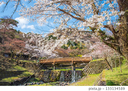 養老公園の桜 渡月橋《岐阜県 養老郡 養老町》 養老公園の桜 渡月橋《岐阜県 養老郡 養老町》 133134589