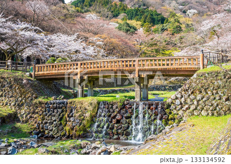 養老公園の桜 渡月橋《岐阜県 養老郡 養老町》 133134592