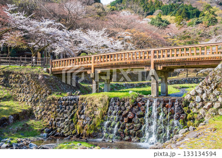 養老公園の桜 渡月橋《岐阜県 養老郡 養老町》 133134594