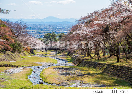 養老公園の桜《岐阜県 養老郡 養老町》 133134595