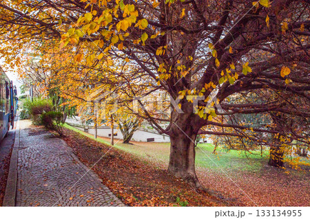 aUTUMN LEF COLOR  IN PULIC PARK of  Como (or Milan  or Tourino or Fireno Or Roma)) 133134955