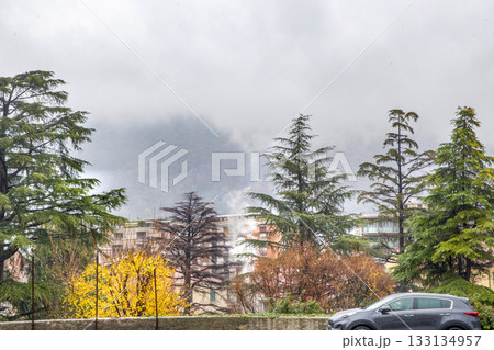 aMAZING CEDAR (CONIFEROUS TREE) IN iTALIAN CITY IN AUTUMN or winter 133134957