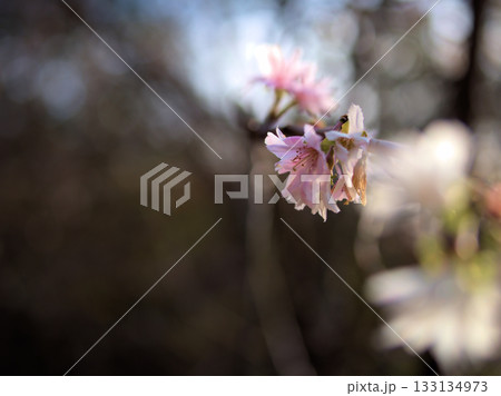 11月に美しく咲いたサクラ「十月桜（ジュウガツザクラ）」 133134973