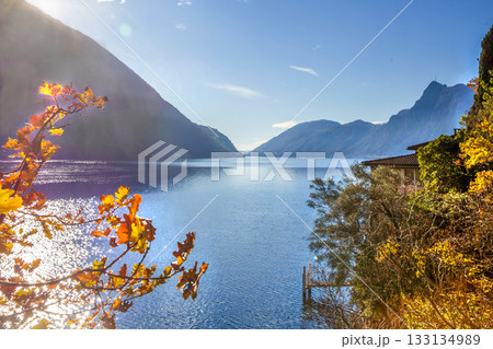 Olive trail on Lake Lugano next to Lugano city - AUTUMN LEAF COLOR Olive trail on Lake Lugano next to Lugano city - AUTUMN LEAF COLOR 133134989