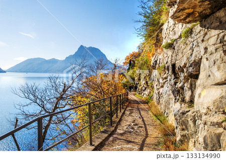 Olive trail on Lake Lugano next to Lugano city Olive trail on Lake Lugano next to Lugano city 133134990