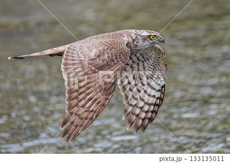 目の前を飛んで行くハイタカ幼鳥 133135011