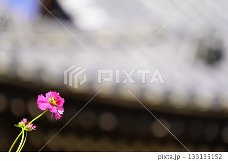 コスモスの花にとまるアブ コスモスの花にとまるアブ 133135152