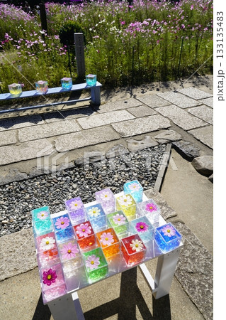 コスモスの花を浮かべた花手水 コスモスの花を浮かべた花手水 133135483