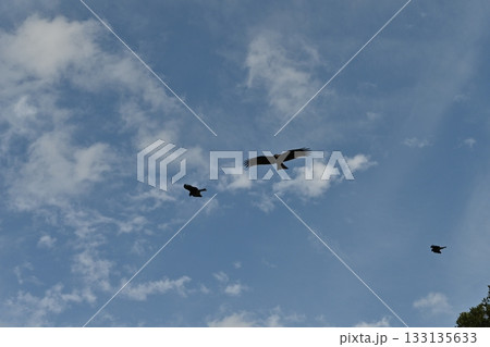 空を飛ぶ鳥 133135633