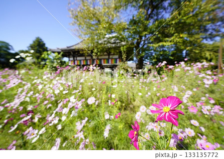 青空に映えるコスモス 133135772