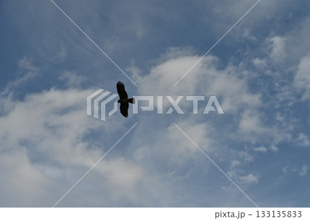 空を飛ぶ鳥 空を飛ぶ鳥 133135833
