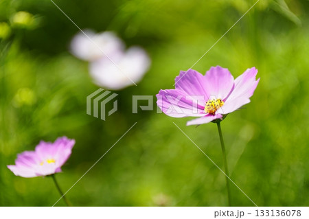 ピンクのコスモスの花が咲いています　 133136078