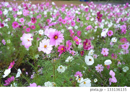 コスモスの花 133136135