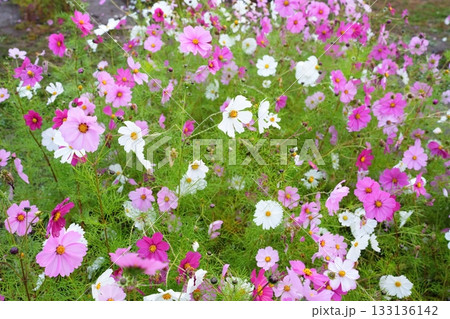 コスモスの花 133136142
