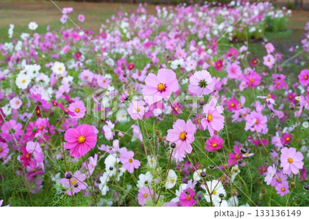 秋桜の花 133136149