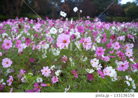 秋桜の花 秋桜の花 133136156
