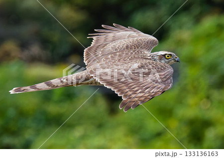 山中を滑空するハイタカ幼鳥 133136163