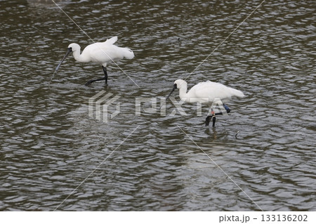 クロツラヘラサギ　沖縄県豊見城市与根 133136202