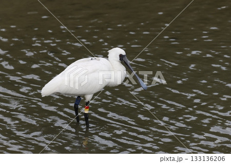クロツラヘラサギ　沖縄県豊見城市与根 133136206