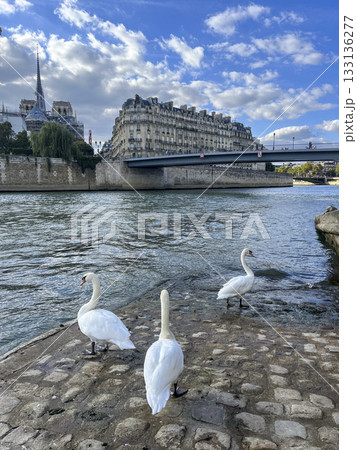Swans along the Seine near Ile de la Cite and Notre-Dame in Paris 133136277