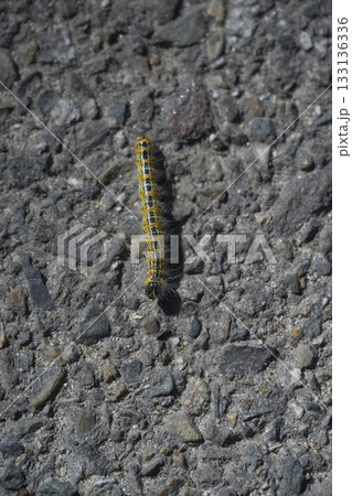 Caterpillar crossing the road at Lac de Leon in Departement des Landes Caterpillar crossing the road at Lac de Leon in Departement des Landes 133136336