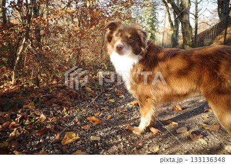 Australian Shepherd Dog in Autumn Forest Australian Shepherd Dog in Autumn Forest 133136348