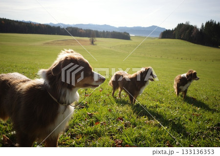 Three Australian Shepherds in Sunny Green Field Three Australian Shepherds in Sunny Green Field 133136353