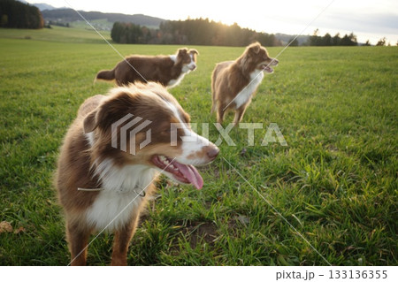 Three Australian Shepherds Playing in a Green Field at Sunset Three Australian Shepherds Playing in a Green Field at Sunset 133136355