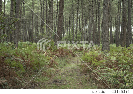 Hiking trail through Landes pine forest in Moliets on a calm day 133136356