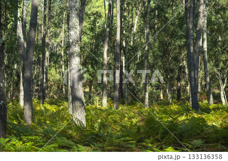Beautiful landscape of Landes forest with pine trees, ferns and heather Moliets 133136358