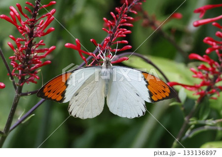 花の蜜を吸うツマベニチョウ　やんばるの森 133136897