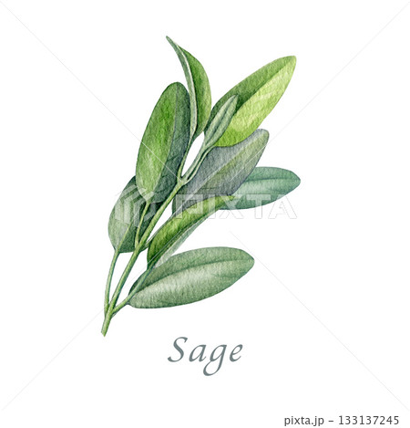 Sage herb watercolor vintage style illustration. Hand drawn salvia officinalis plant. Realistic botanical sage organic herb element. Fresh salvia stem with green leaves isolated on white background 133137245