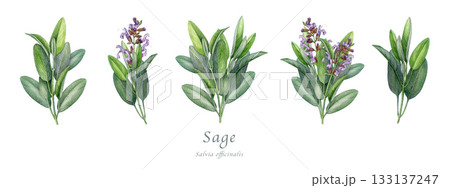 Sage herb set watercolor vintage illustration. Hand drawn salvia officinalis plant. Realistic botanical sage organic herb element. Natural salvia bunch, flowers and green leaves on white background 133137247