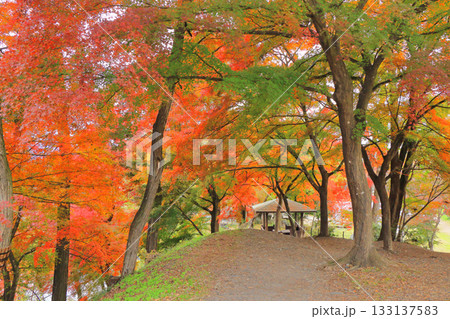 安曇野の秋　大王わさび農場の紅葉山 133137583