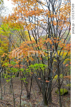 紅葉 紅葉 133137589