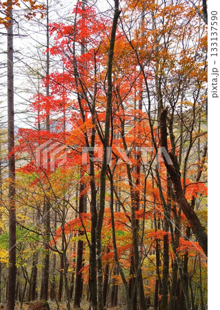 紅葉 紅葉 133137590