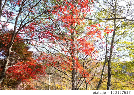 紅葉 133137637