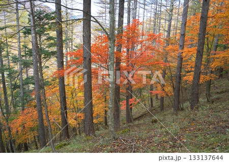 紅葉 紅葉 133137644