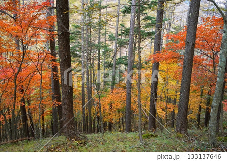 紅葉 133137646