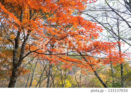 紅葉 133137650