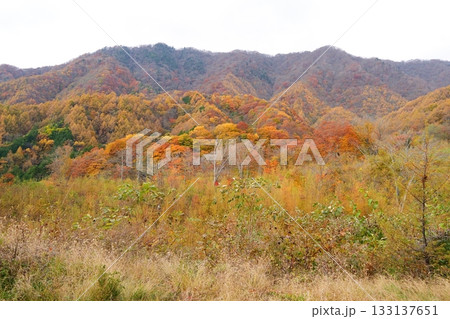 紅葉 133137651