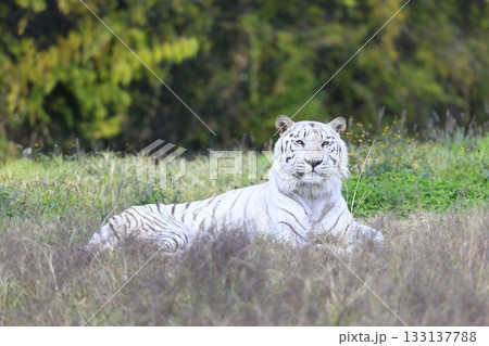 ホワイトタイガー 133137788